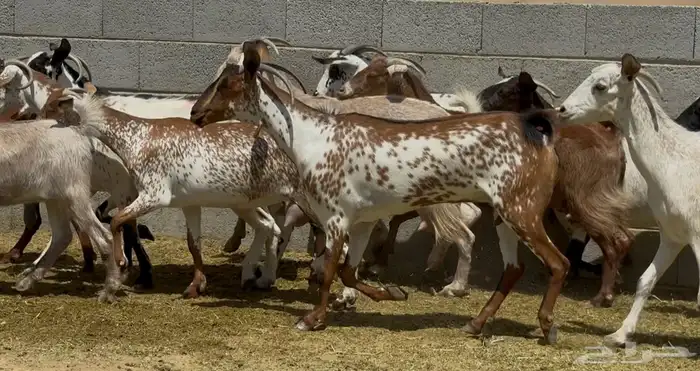 معزا جنوبيات طيبه الغالب دفيع وضريع العدد 15 6