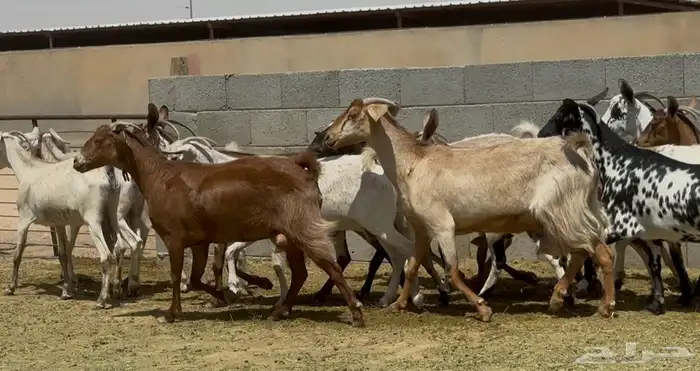 معزا جنوبيات طيبه الغالب دفيع وضريع العدد 15 1