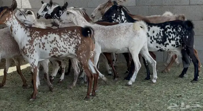معزا جنوبيات طيبه الغالب دفيع وضريع العدد 15 7