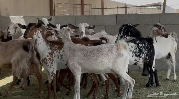 معزا جنوبيات طيبه الغالب دفيع وضريع العدد 15 2