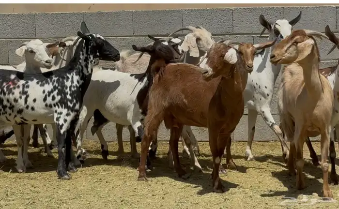معزا جنوبيات طيبه الغالب دفيع وضريع العدد 15 4