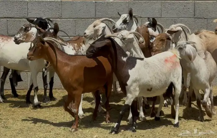 معزا جنوبيات طيبه الغالب دفيع وضريع العدد 15 9