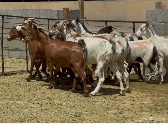 معزا جنوبيات طيبه الغالب دفيع وضريع العدد 15 5