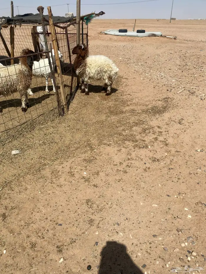 هرفي نعيمي خروف طيب 2