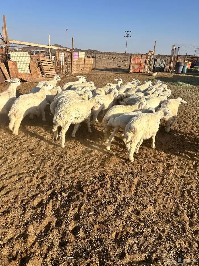 بهم تربيه فاخر من 2 ونص الى 5 شهور 0