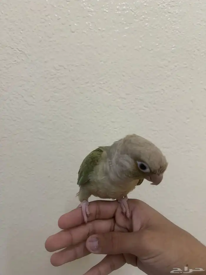 كنيور سنمون اليف 2