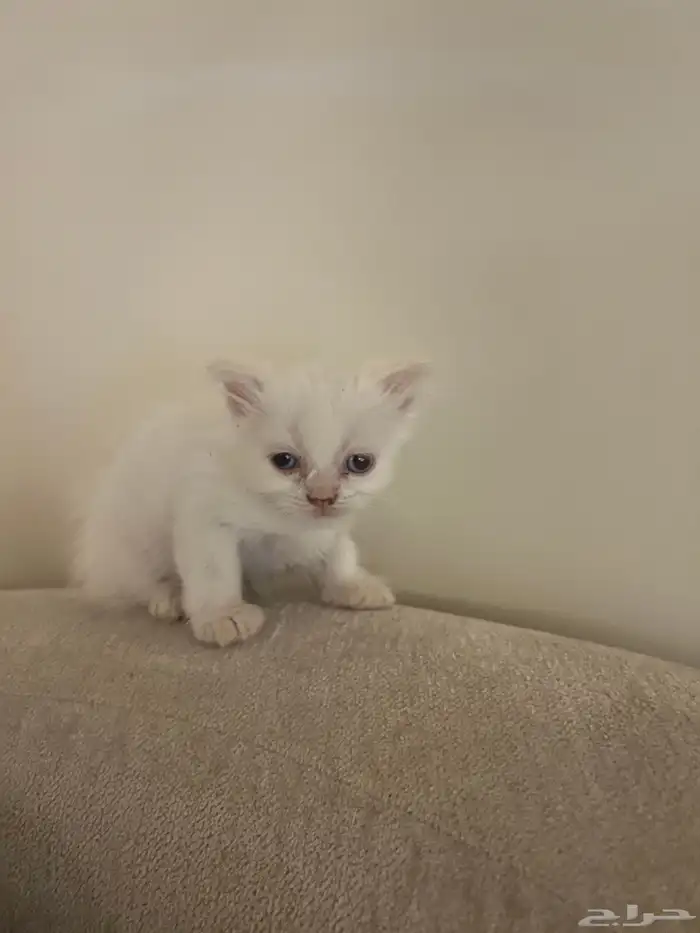 قطط 0
