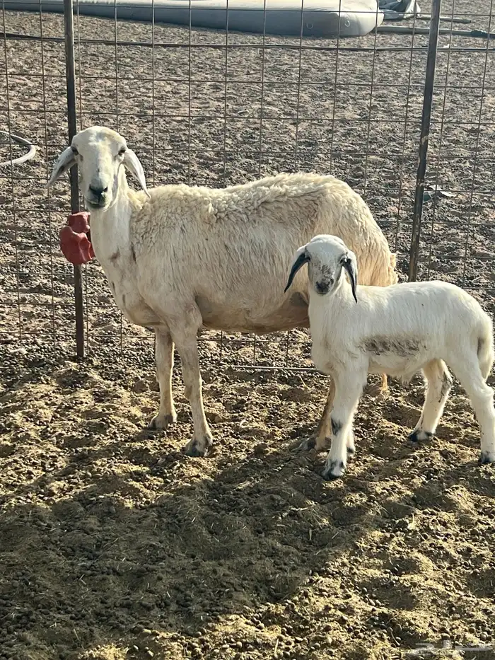 شاه سنها تامه تحتها خروف عمره شهر سلم وروم شرط 1