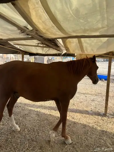 خيل index