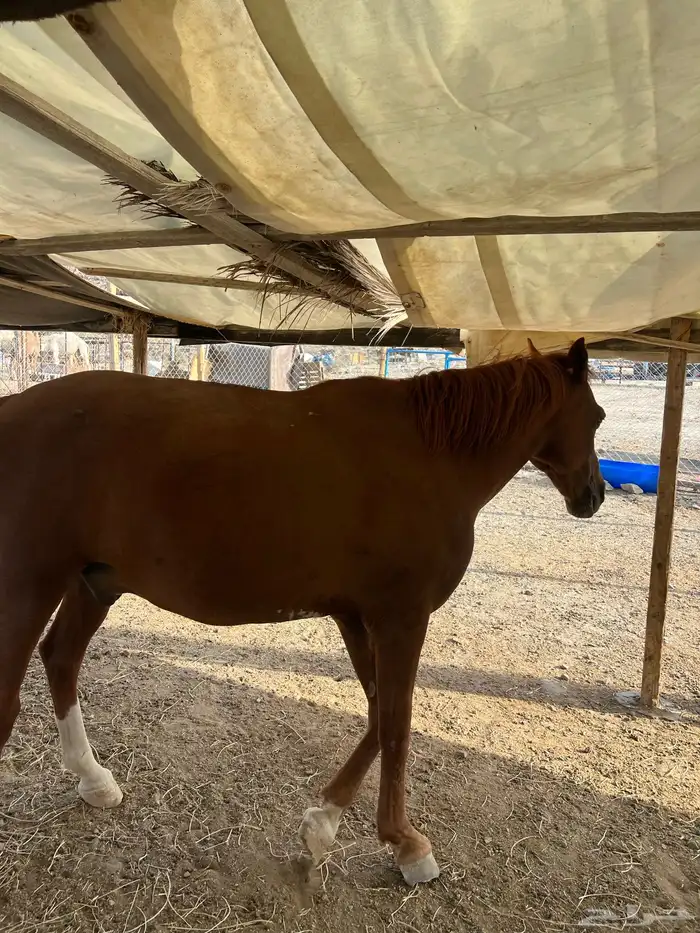 خيل 1