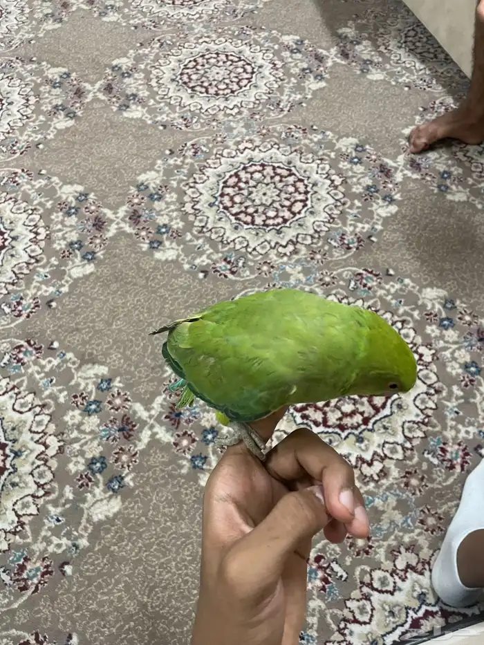 طير دره الليف مافي عظ نهائيا وعنده كلام مو مفهوم 0