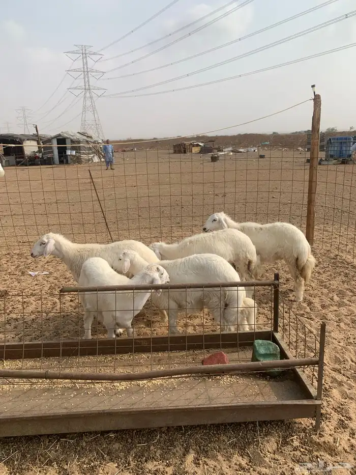 تيوس ذبائح ثلاجه عوارض و طليان حري يوجد صلخ وتوصيل اقل سعر 4