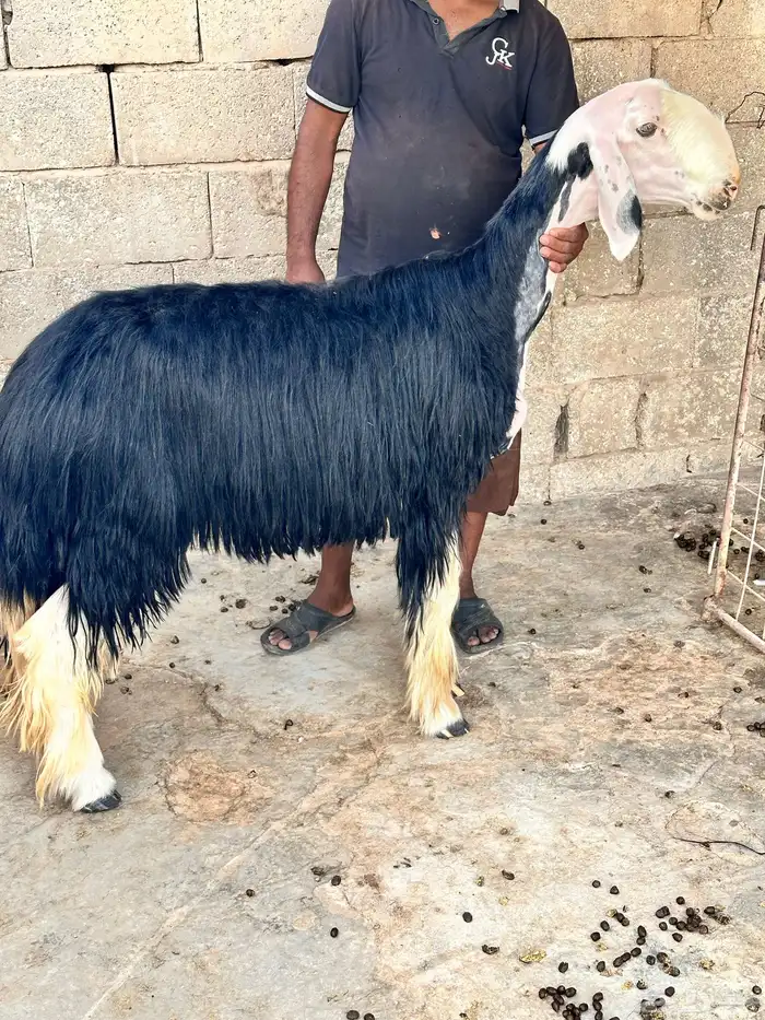 نجدية ثنيه 0