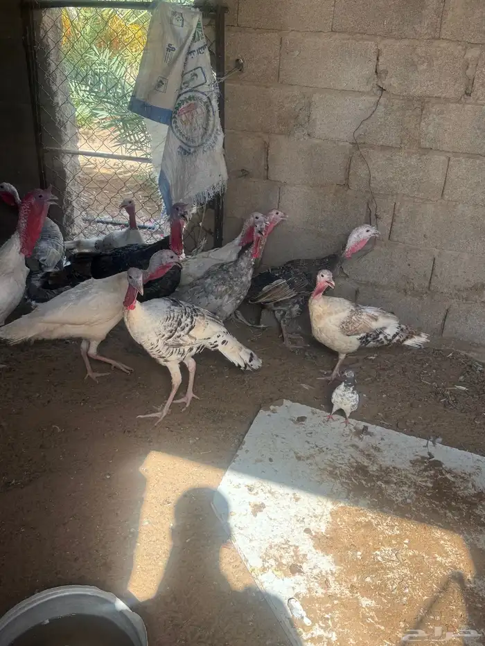 دجاج رومي 7