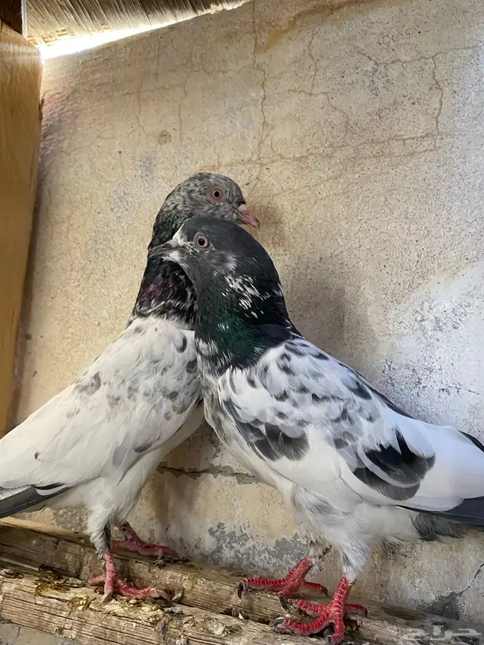 للبيع حمام باكستاني 1