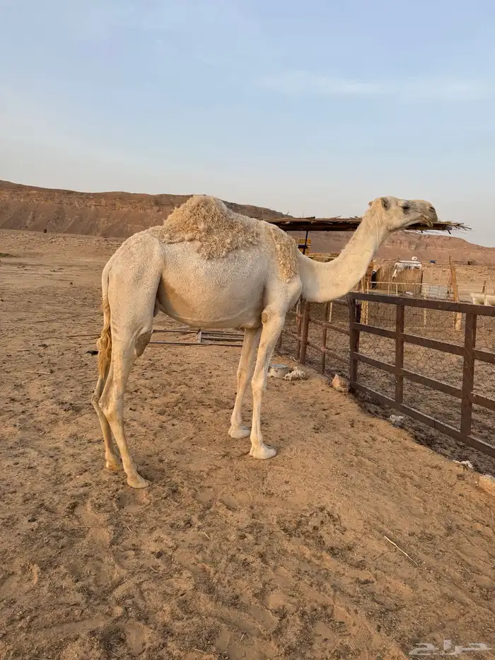 ضرايب للبيع 0