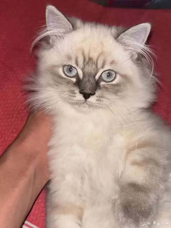 قطة للبيع شيرازي وهملايا 7