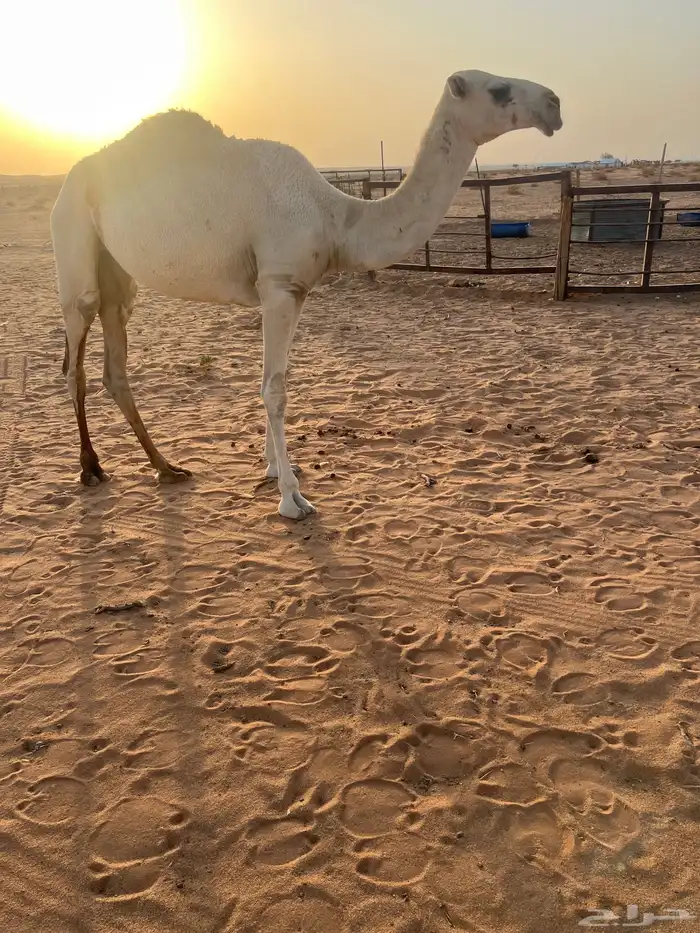 بكره 0
