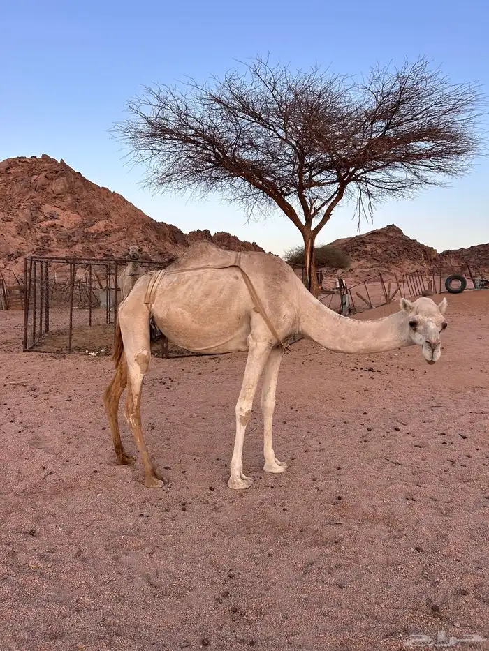 للبيع الناقه 0