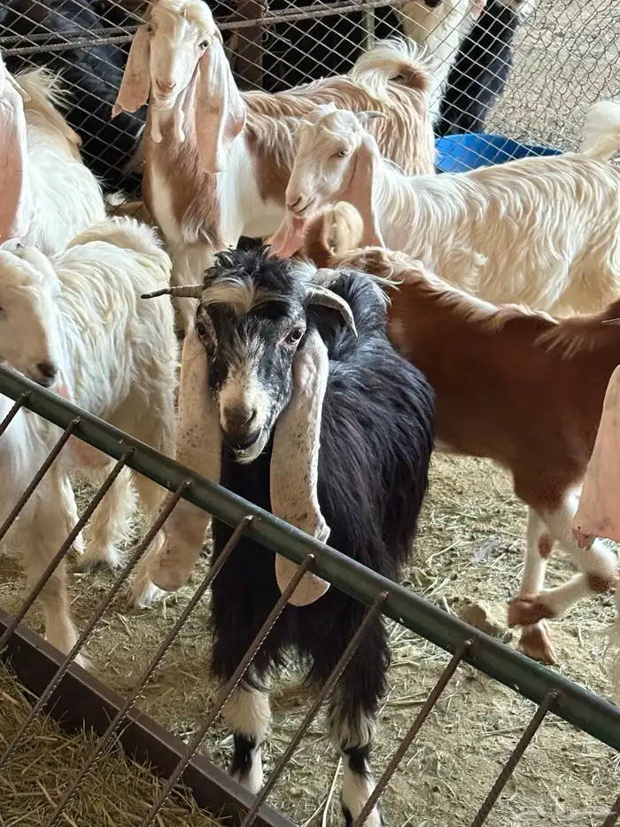 للبيع تيوس طيبه وسمينة الموقع صلبوخ 5