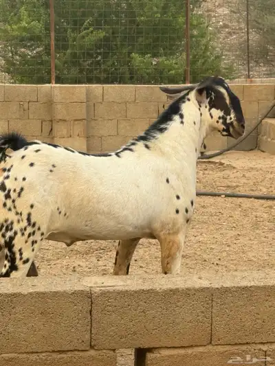 تيس بيشي صنف index