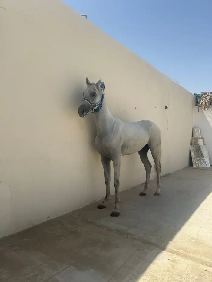 حصان عربي 0