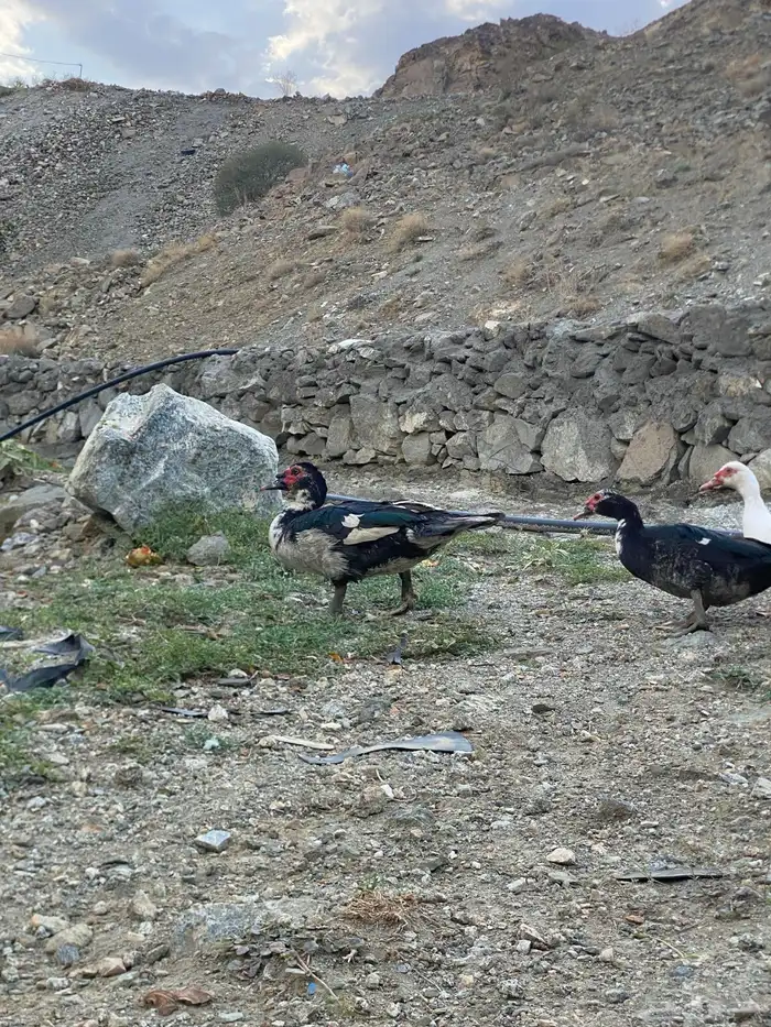 بط بلدي مشروط 3