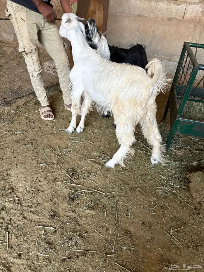 للبيع تيوس طيبه وسمينة الموقع صلبوخ 2