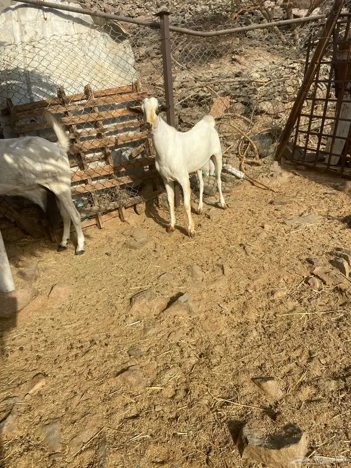 تيس بيشي صنف الصنف 4