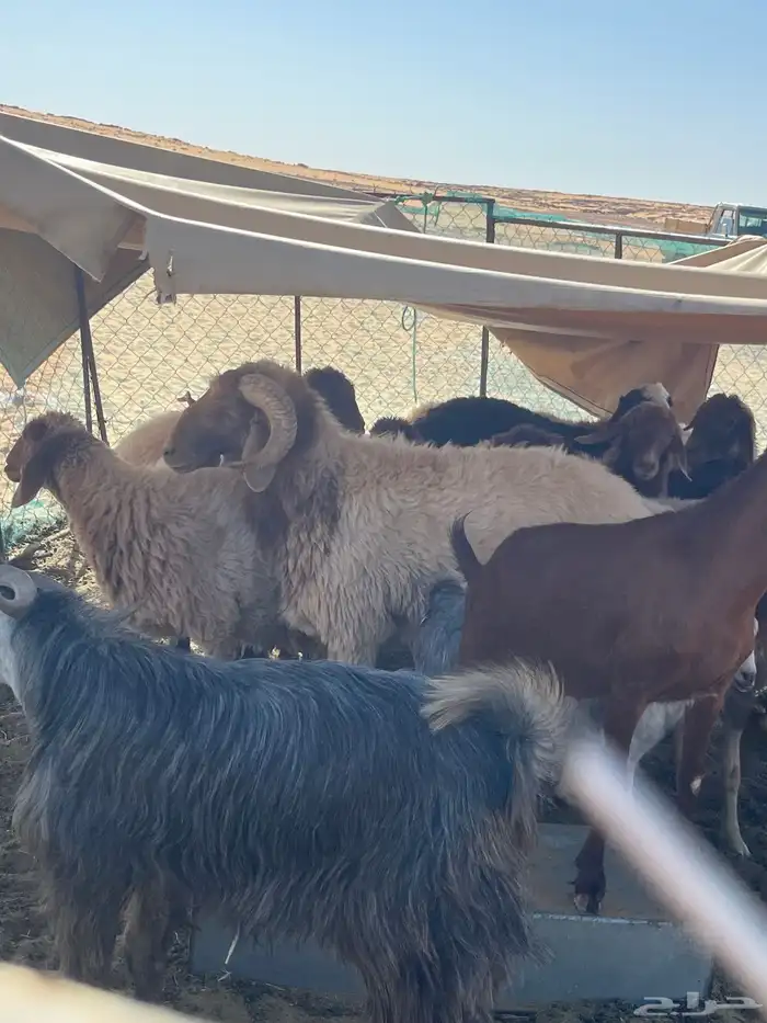فحل نعيم توه غاز رباع مشروط 0