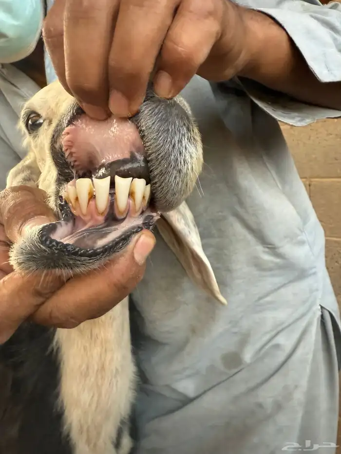 شاة نجدية معها طلي 2