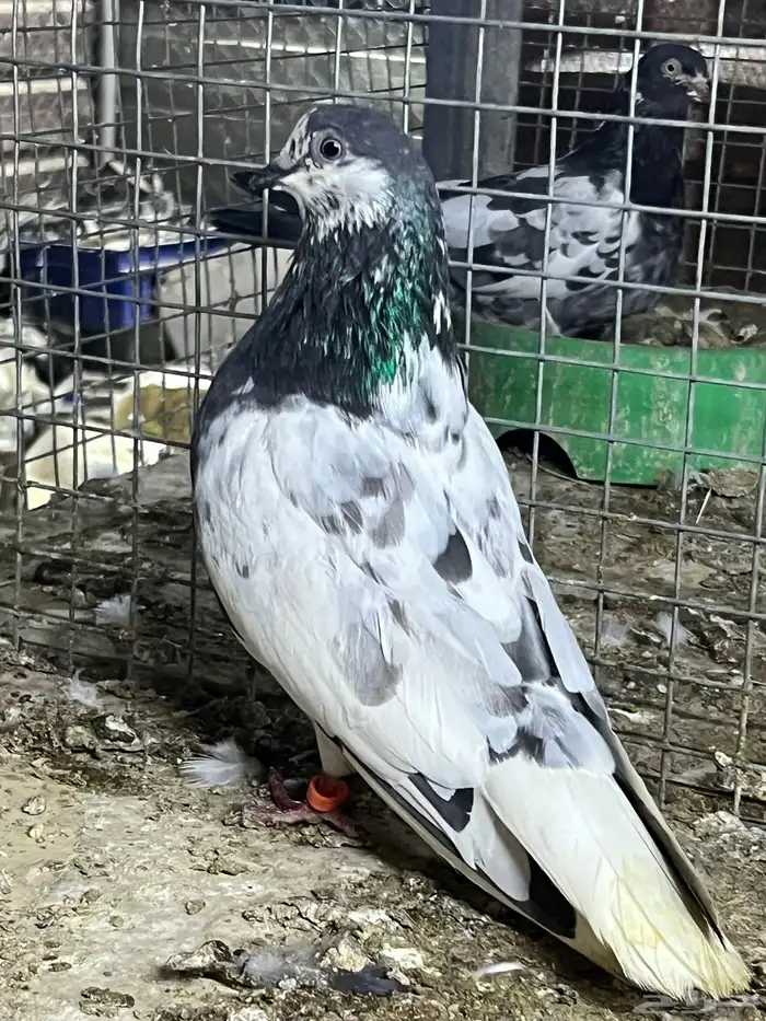 حمام باكستاني بتيرا 0