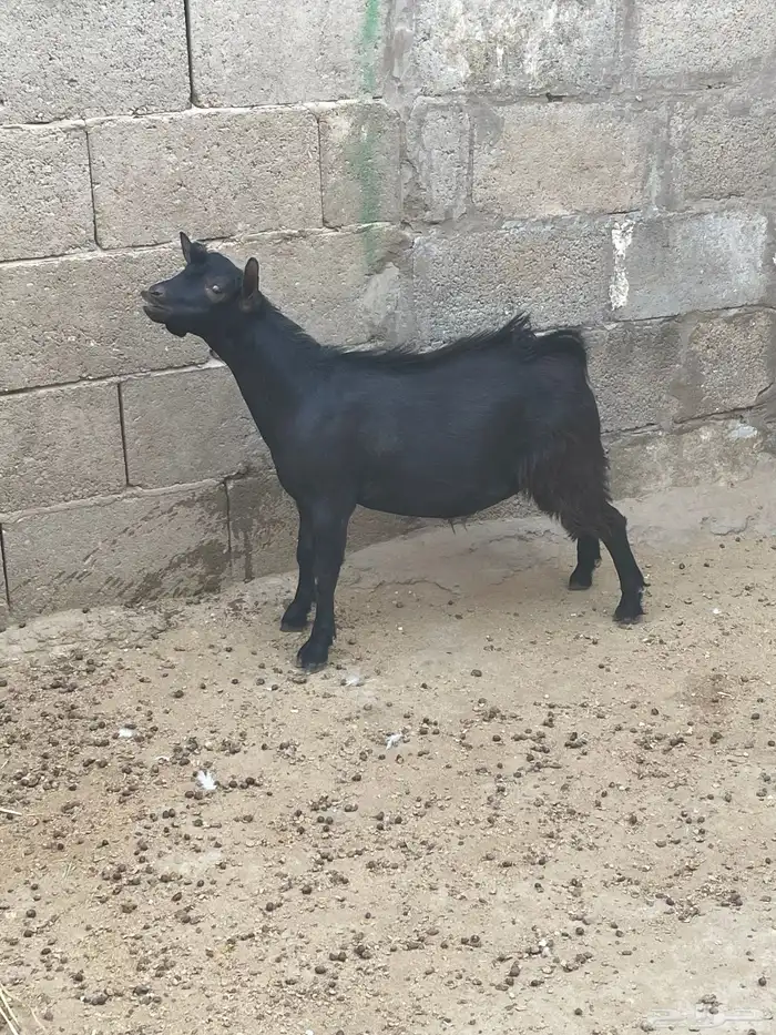 للبيع تيس جنوبي هجين 1