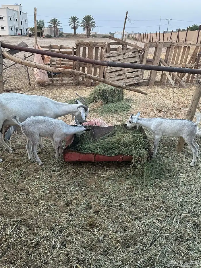 عنزين تحتها اربعه 2