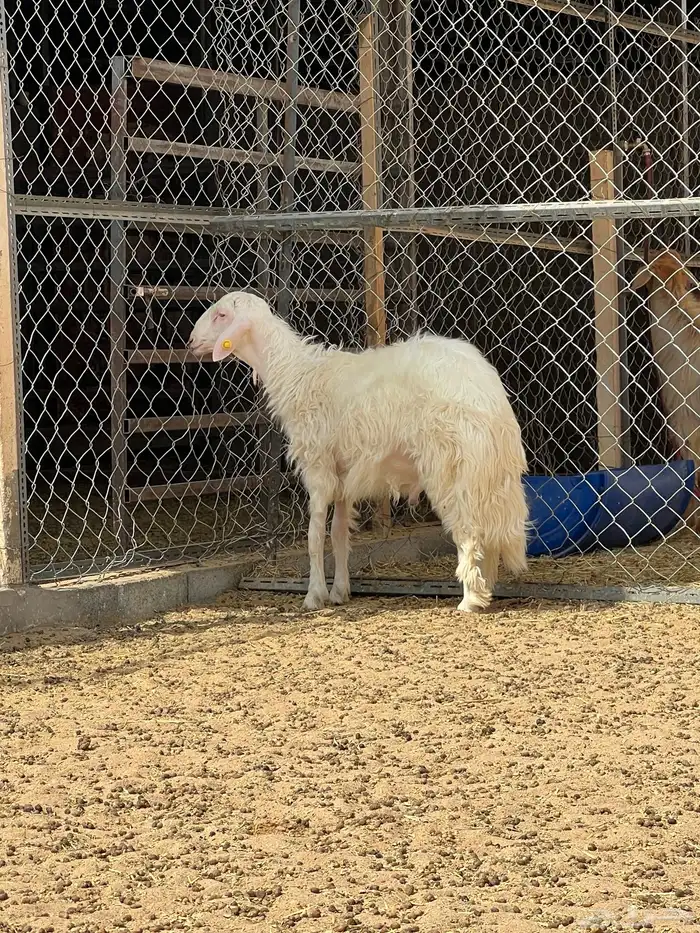 فحل جذع اصفر ابرص فاخر (تم البيع) 2