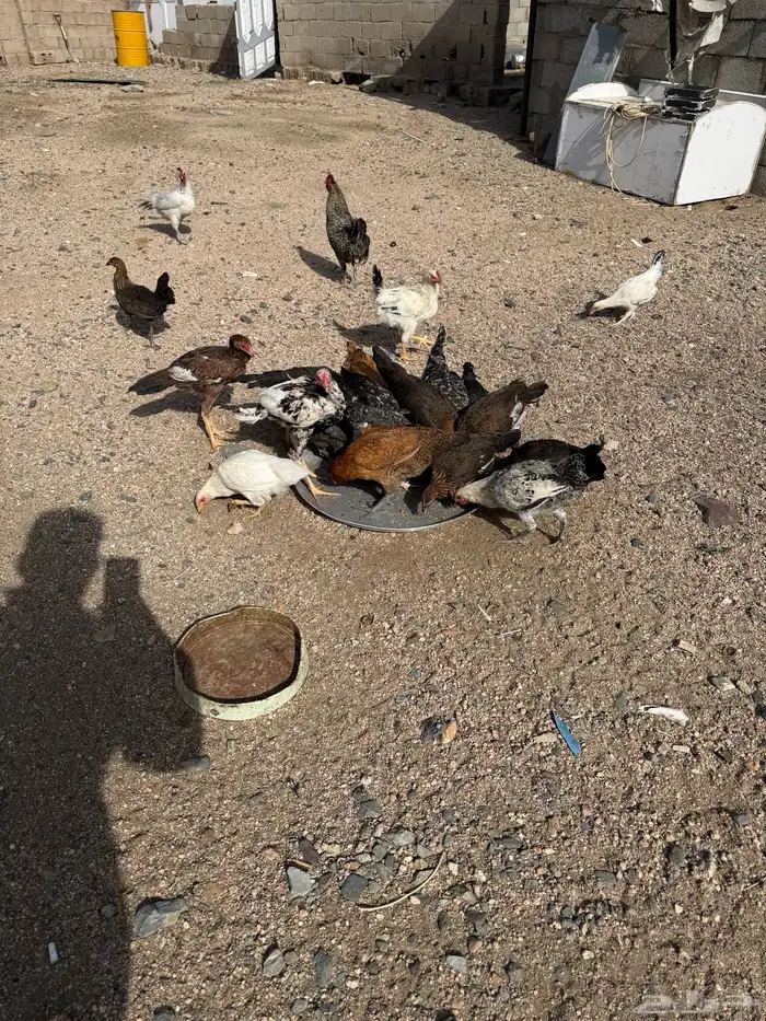 بشاير دجاج 1