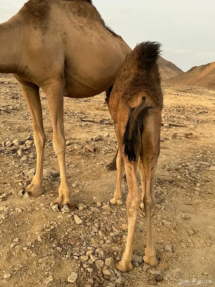 قعودلباني 7