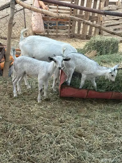 عنزين تحتها اربعه index