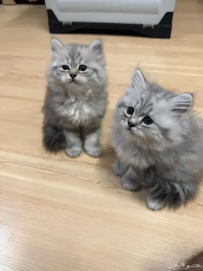 تبني قطط .. 0