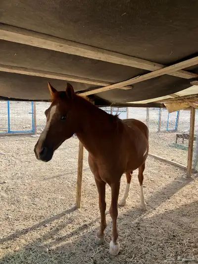 خيل index