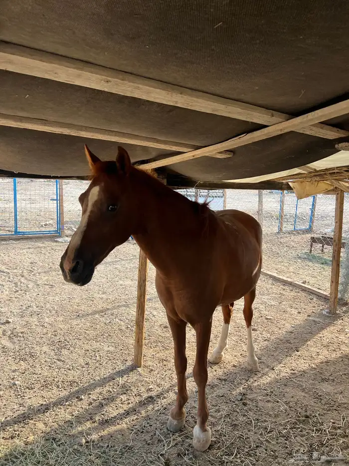 خيل 3