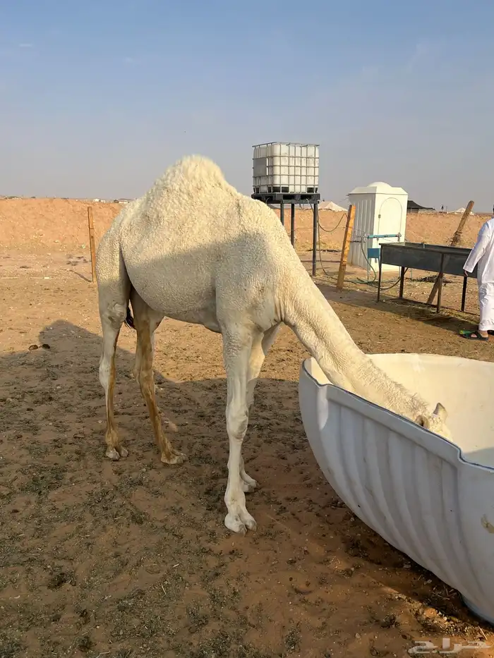 قعود رماني مفرود 3
