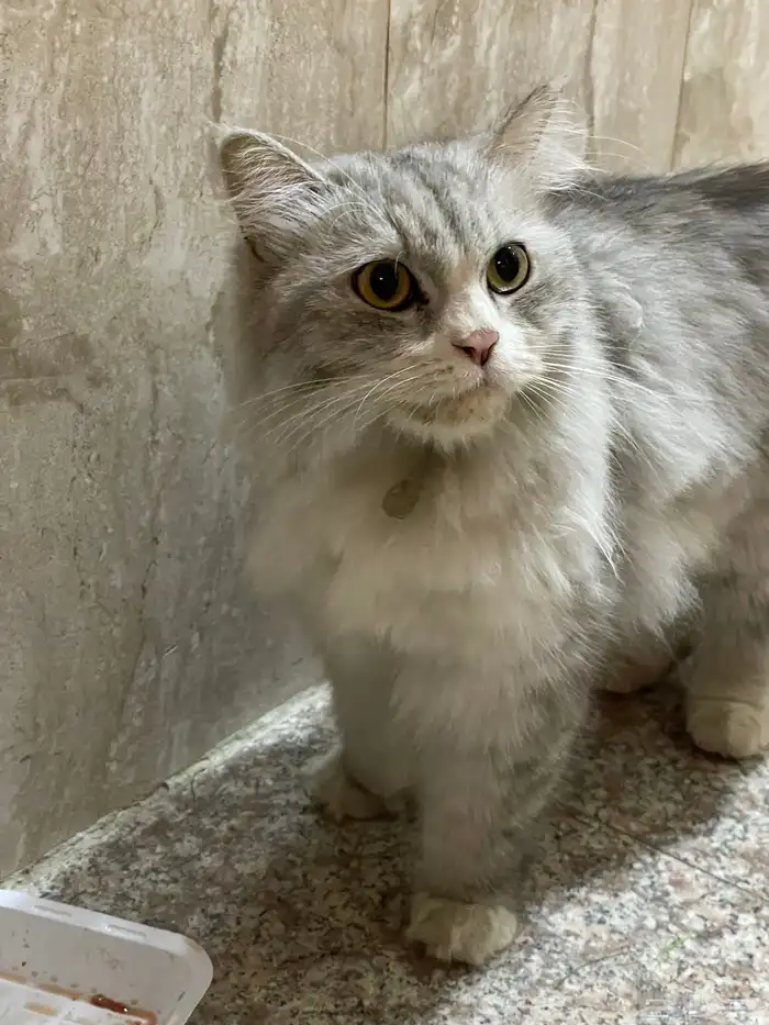 قطة أليفة للتبني 1