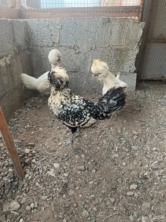 دجاج بولش 3