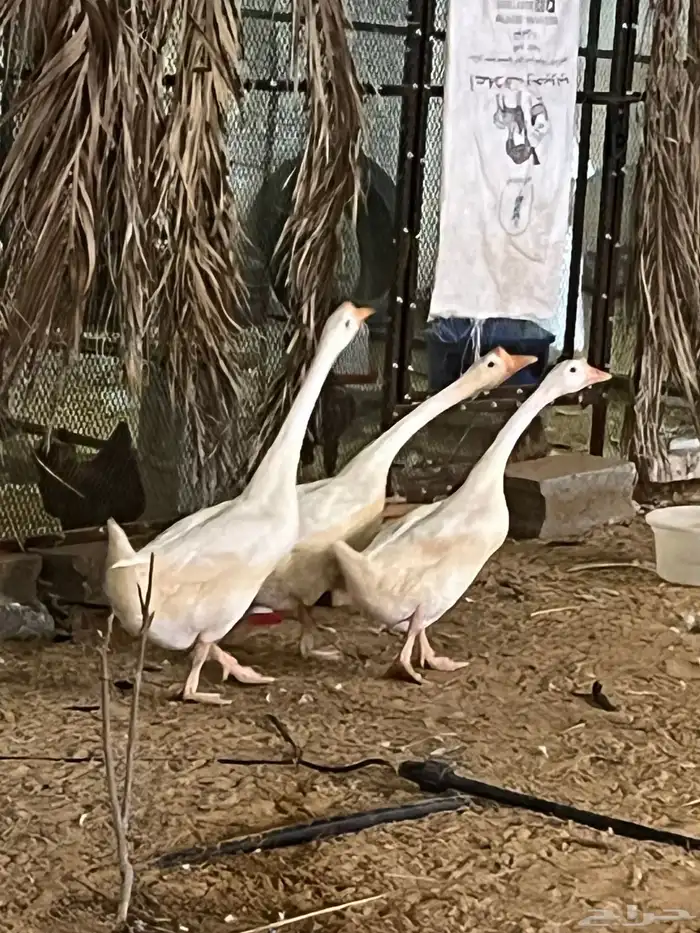 وز بلغاري سوبر 1