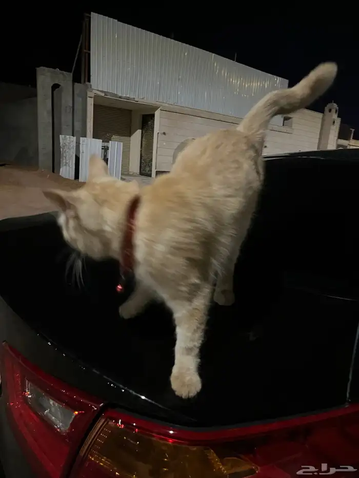 قطو ضايع بحي الوادي 0