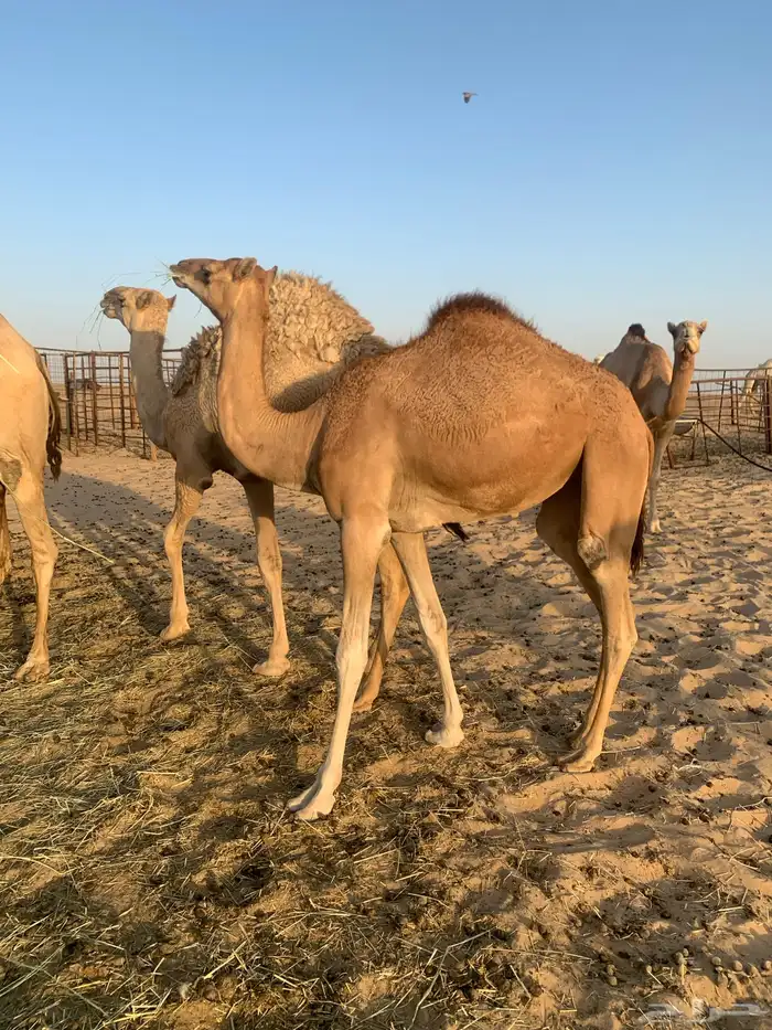 بكره على المتحد العبيد 1