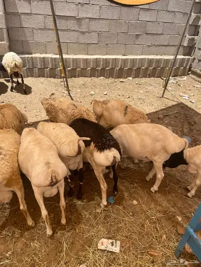 بربري للبيع index