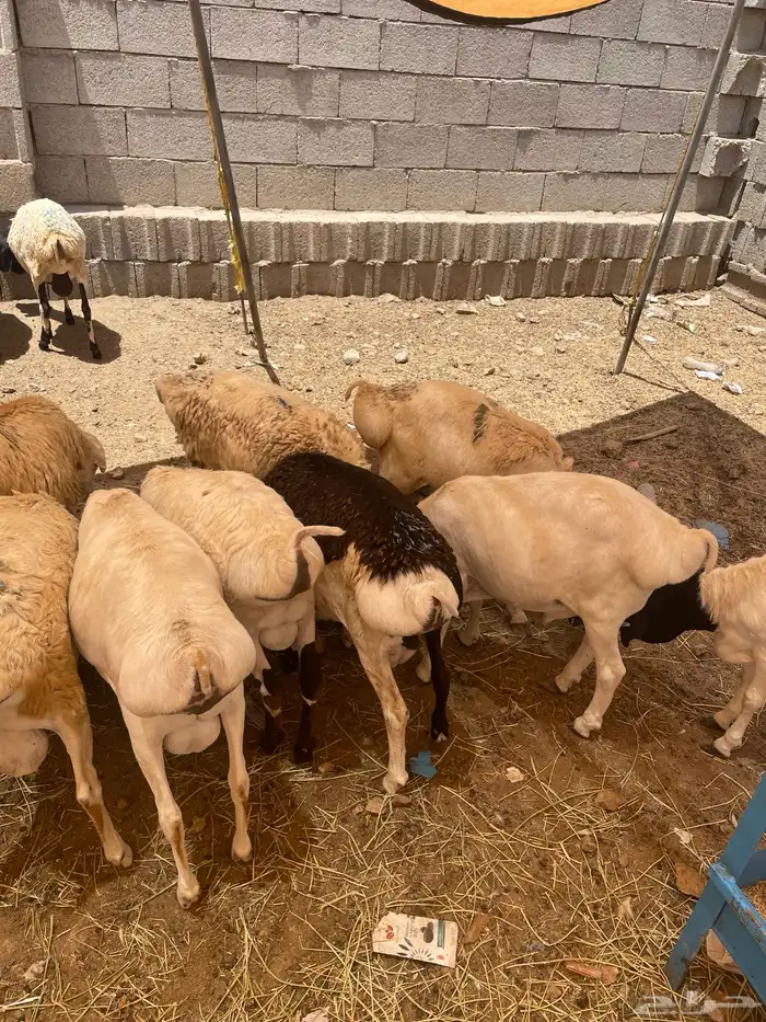 بربري للبيع 1