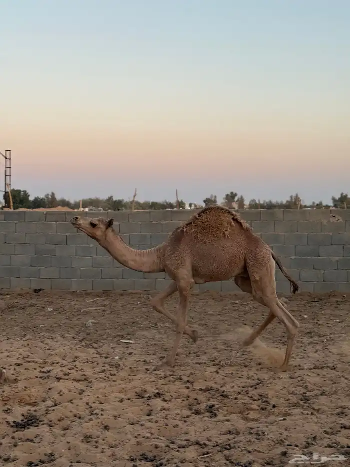 قعود هجن للبيع 1